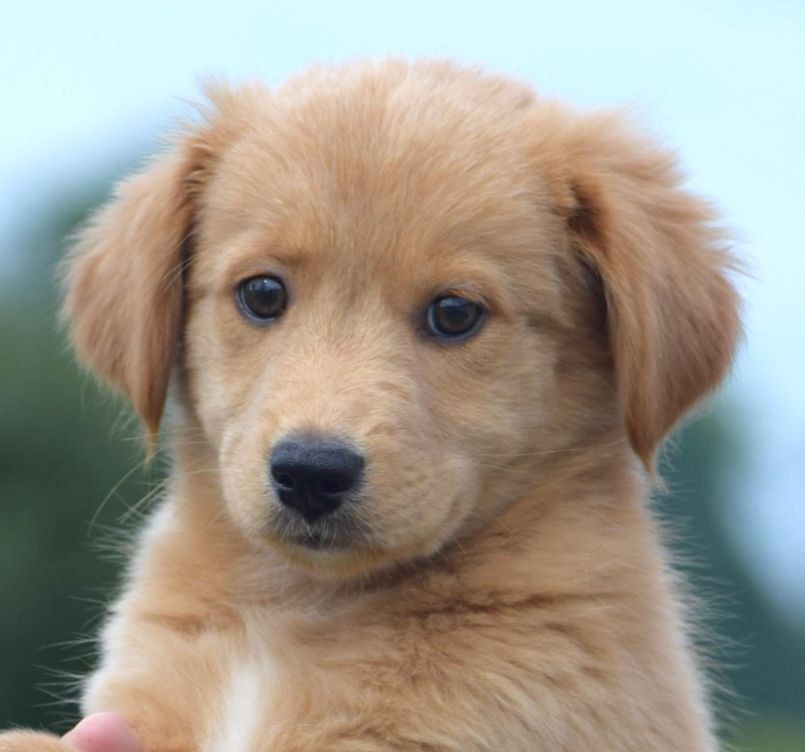 2026Lander, adopted, Puppy Female Labrador Retriever.