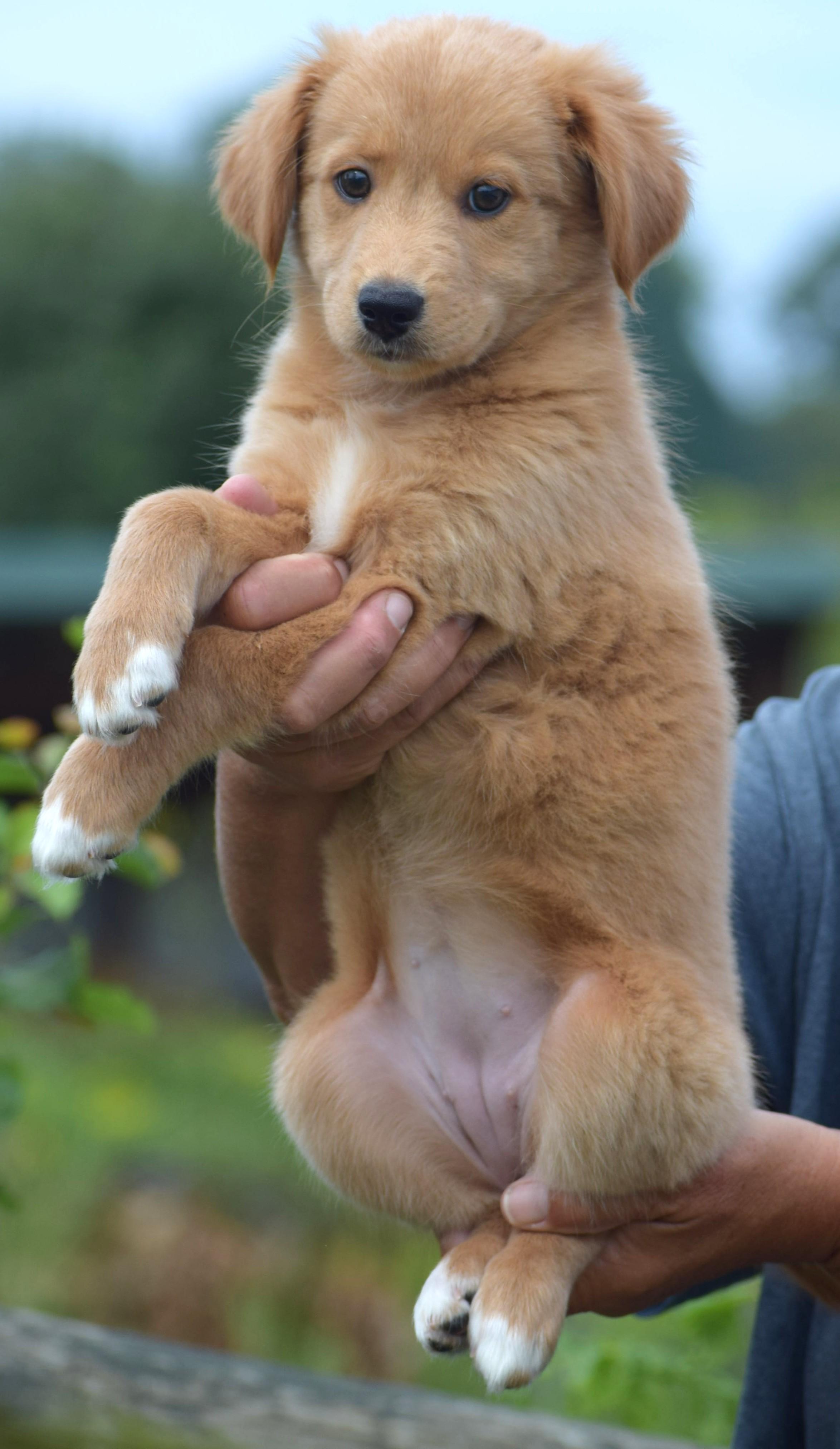 Enlarge 2026Lander, an adopted mixed breed in Frederick, MD image 4/6