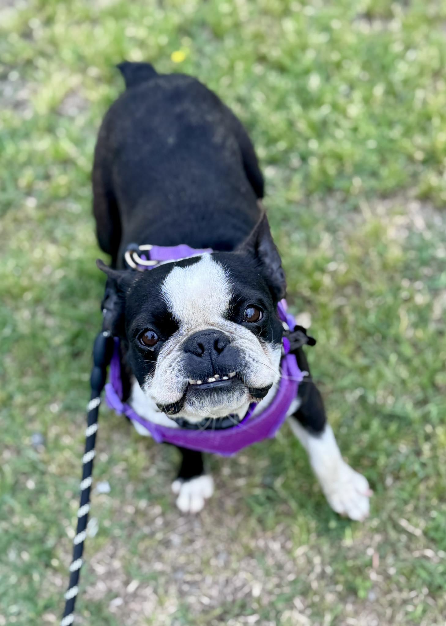 Enlarge Vicky, a Adopted Boston Terrier in Muskogee, OK image 1/3