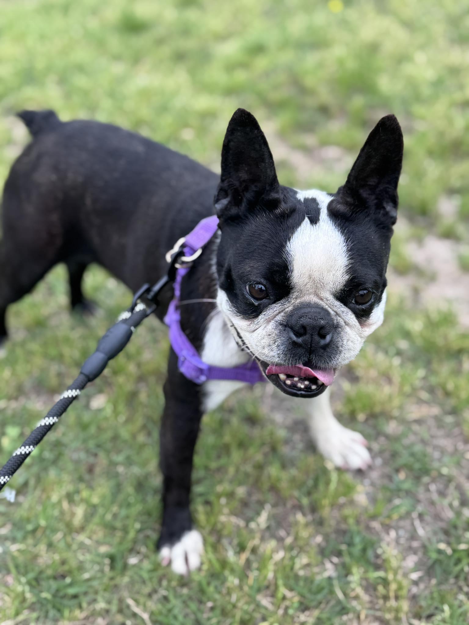 Enlarge Vicky, a Adopted Boston Terrier in Muskogee, OK image 2/3