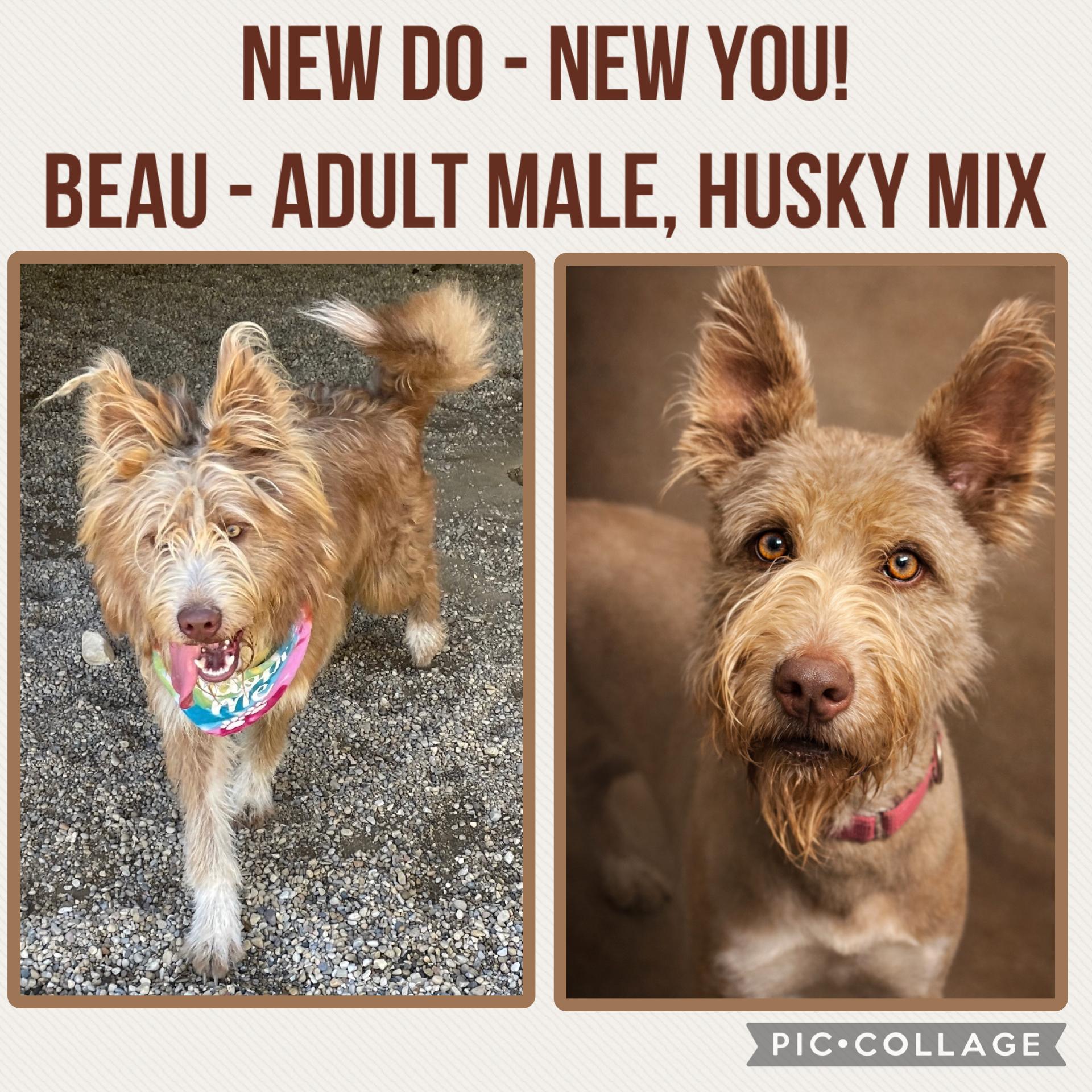 Enlarge Beau, a Adoptable mixed breed in Lacon, IL image 2/2