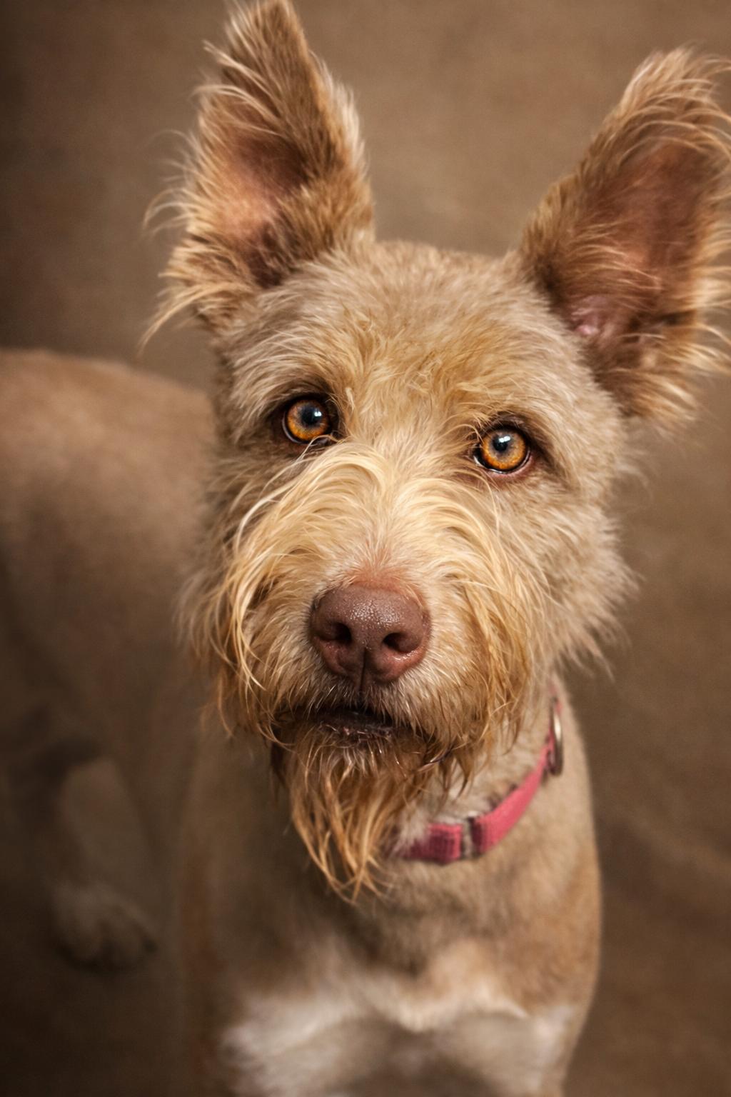 Enlarge Beau, a Adoptable mixed breed in Lacon, IL image 1/2