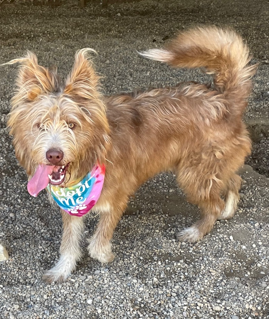 Beau, a Adoptable mixed breed in Lacon, IL image 2/3