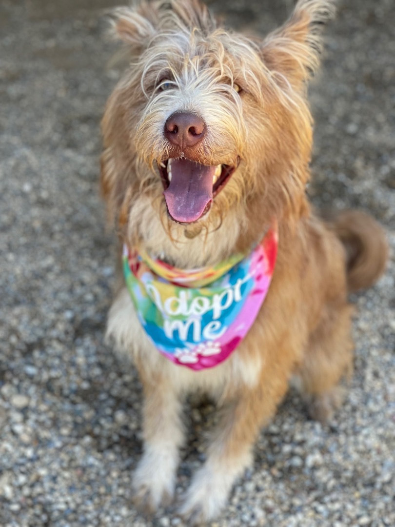 Beau, a Adoptable mixed breed in Lacon, IL image 1/3