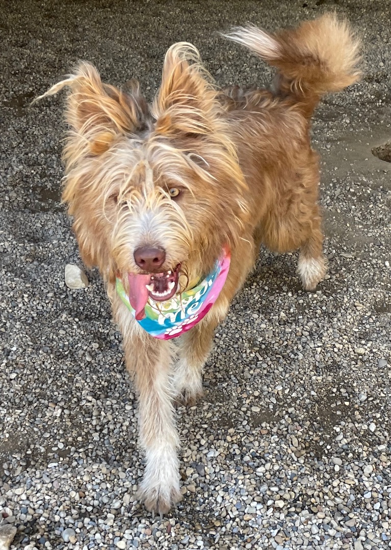 Beau, a Adoptable mixed breed in Lacon, IL image 3/3