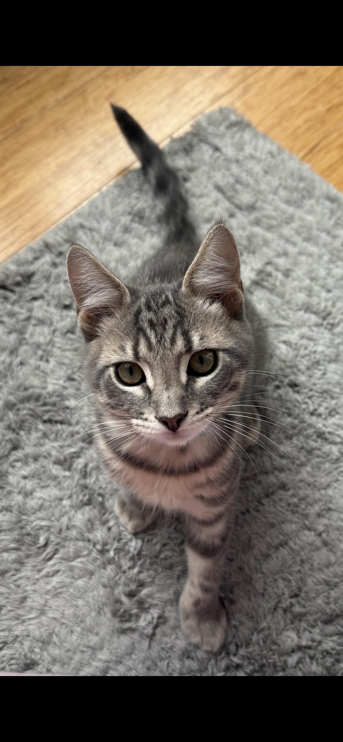 Enlarge Alvin, a Adoptable Domestic Short Hair in Hellertown, PA image 1/1