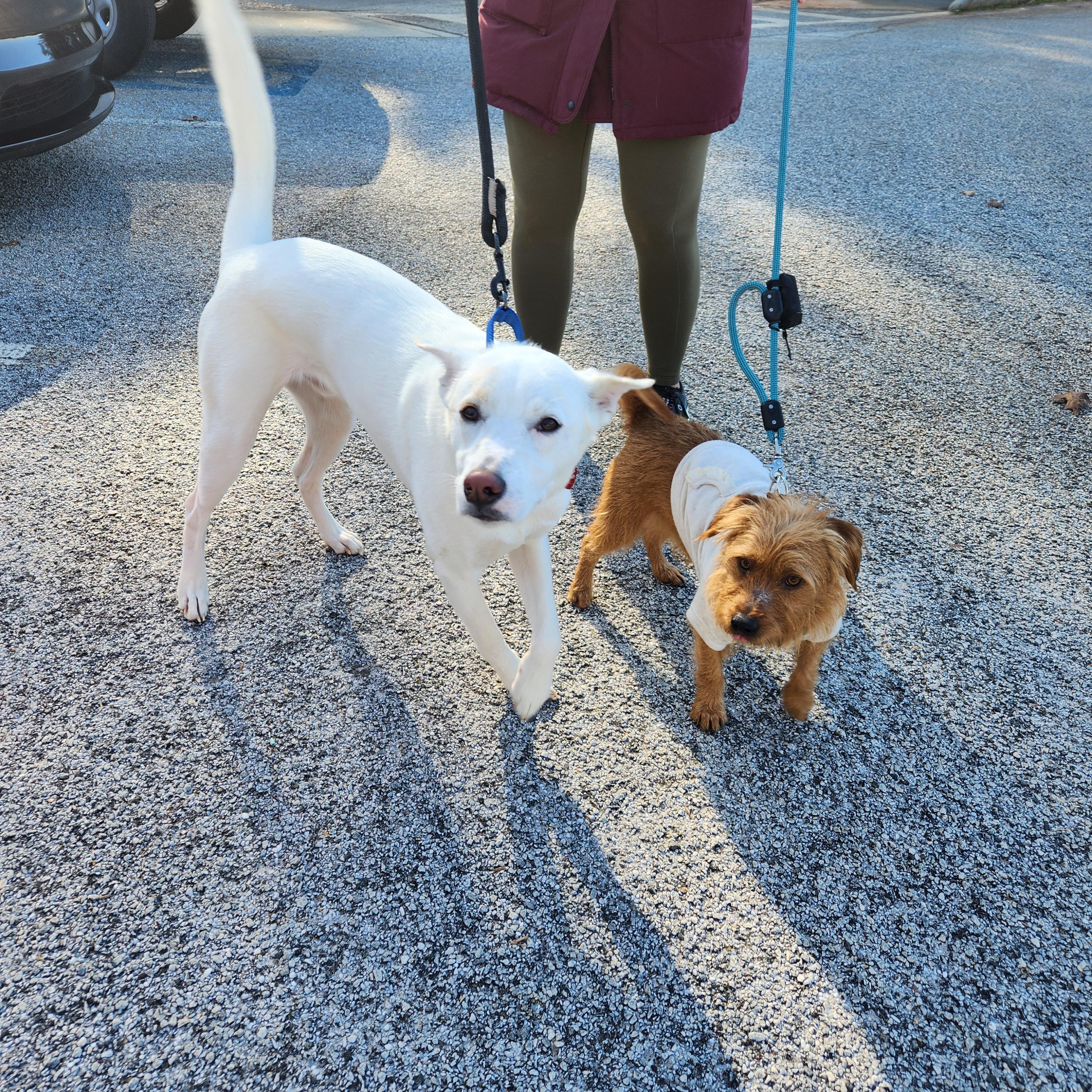Oliver Washington, Adoptable, Adult Male Husky & Labrador Retriever.