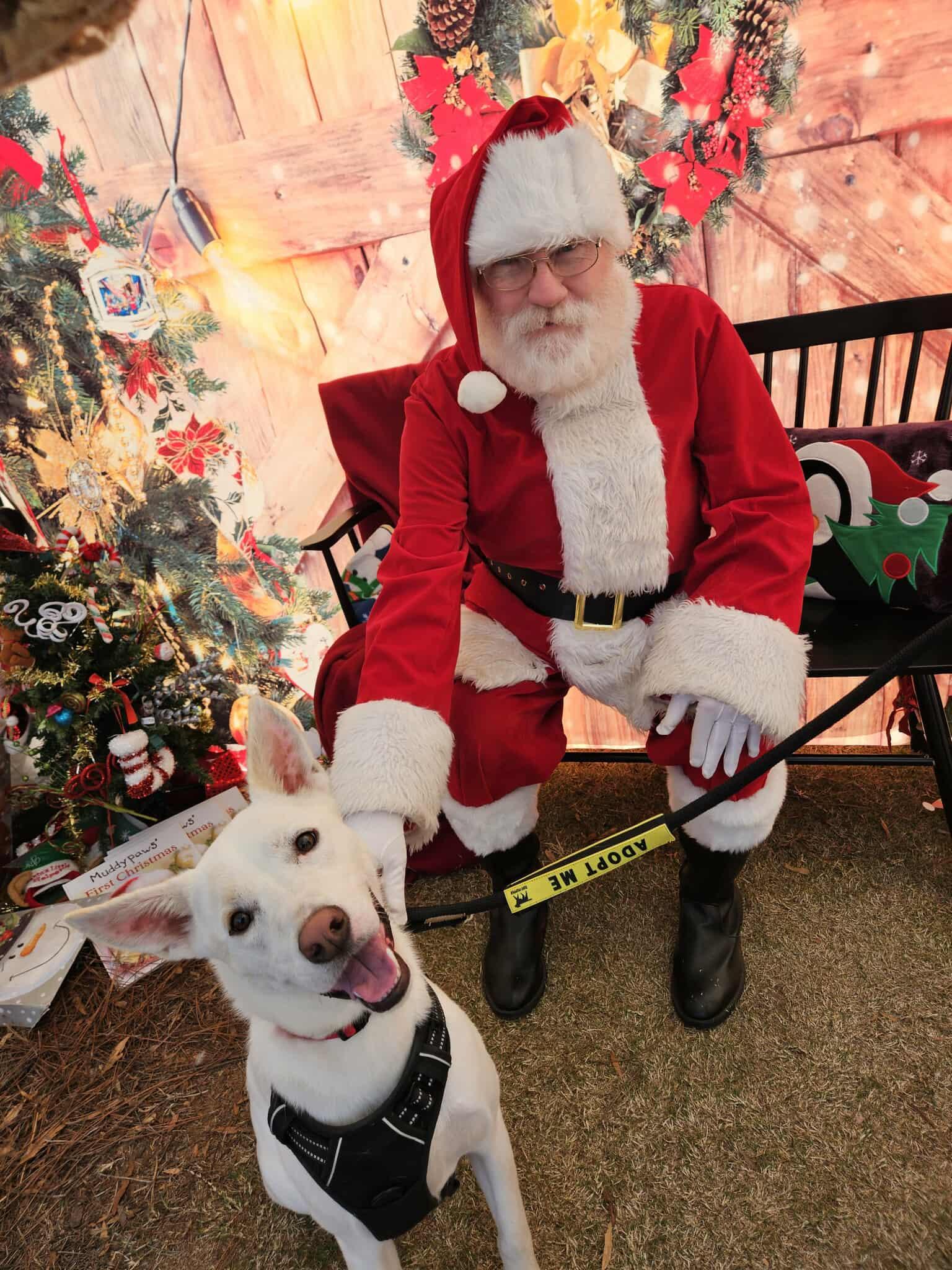 Enlarge Oliver Washington, a Adoptable mixed breed in Buford, GA image 2/6