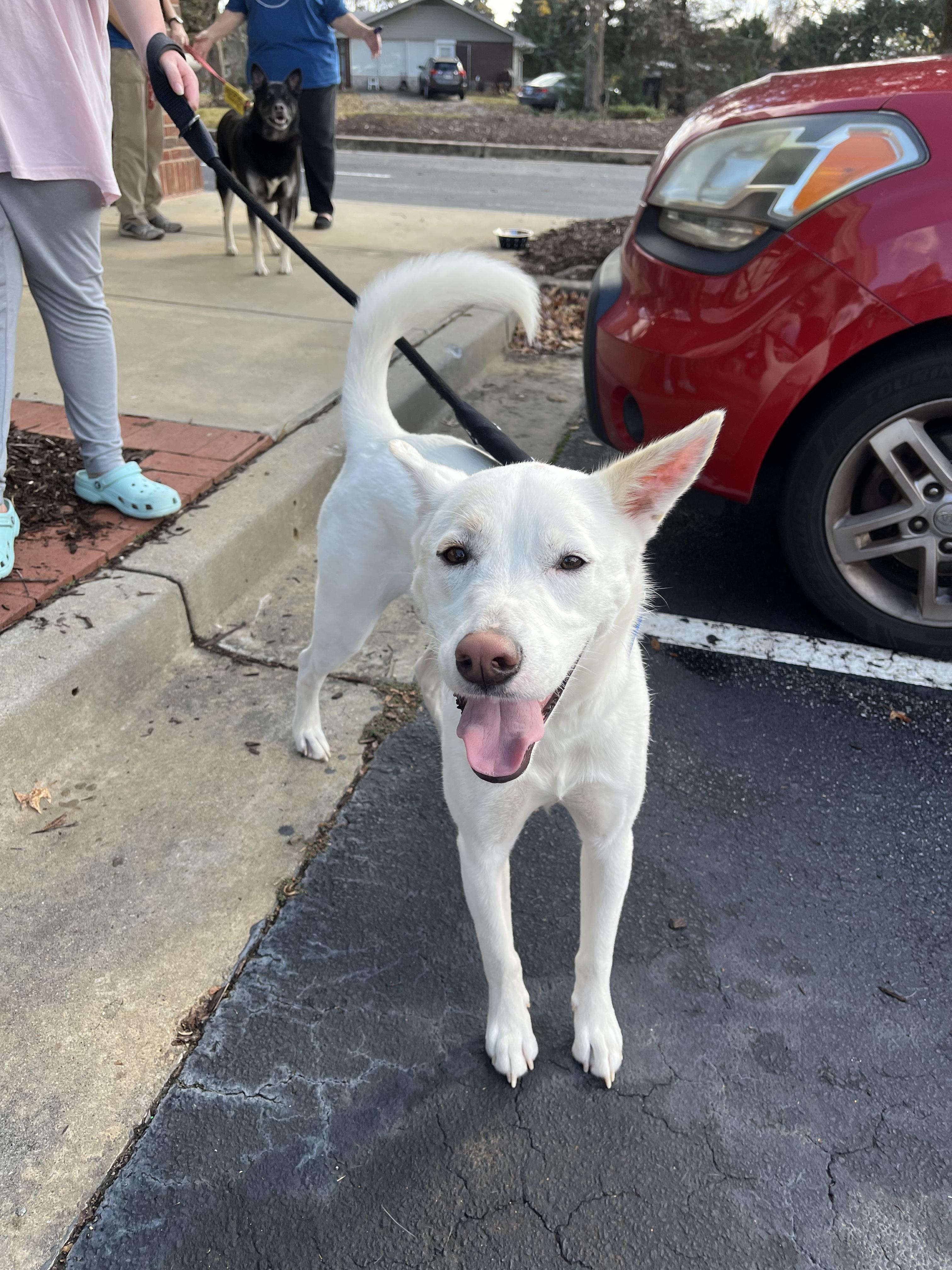 Enlarge Oliver Washington, a Adoptable mixed breed in Buford, GA image 3/6