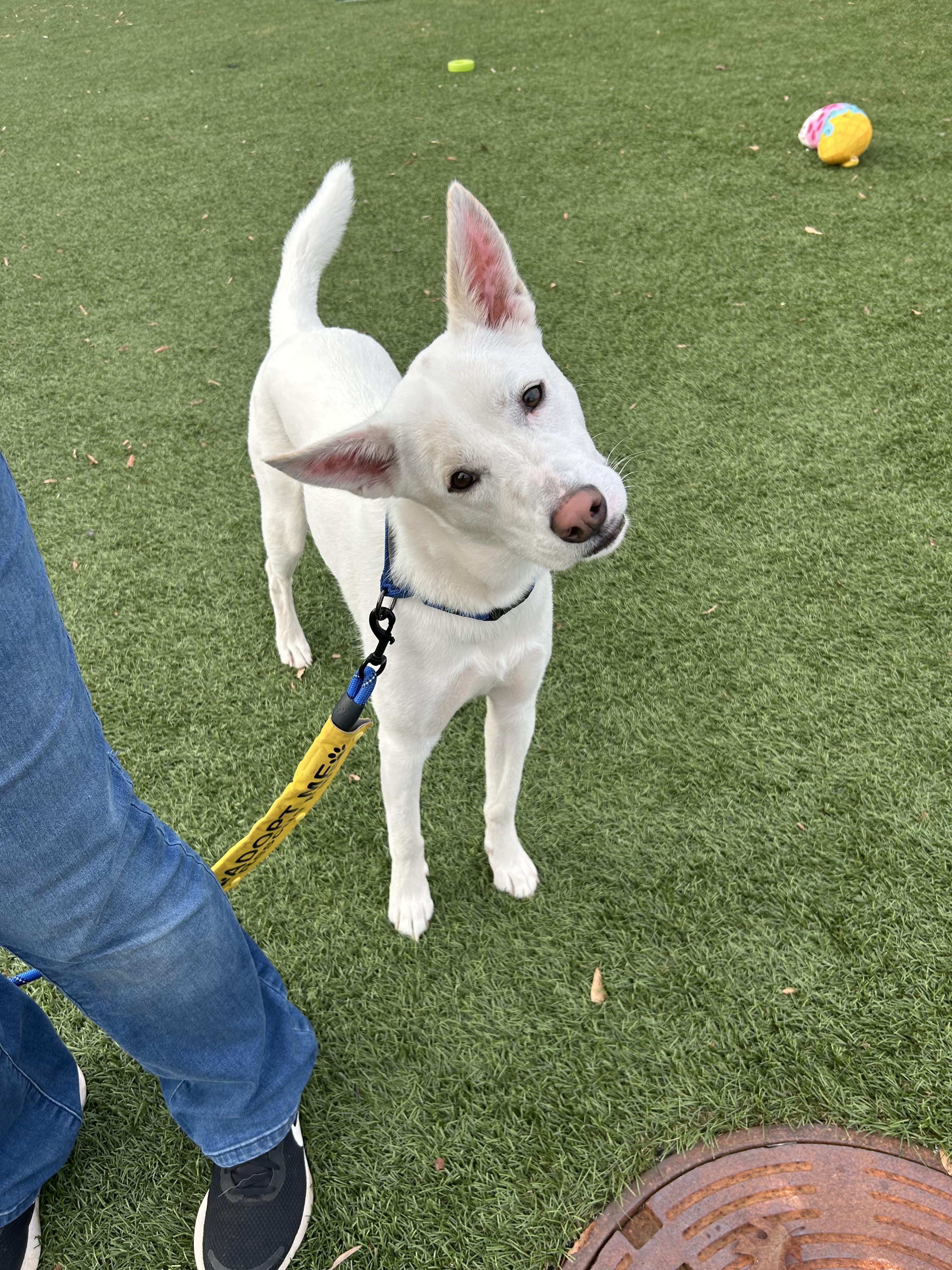 Enlarge Oliver Washington, a Adoptable mixed breed in Buford, GA image 4/6
