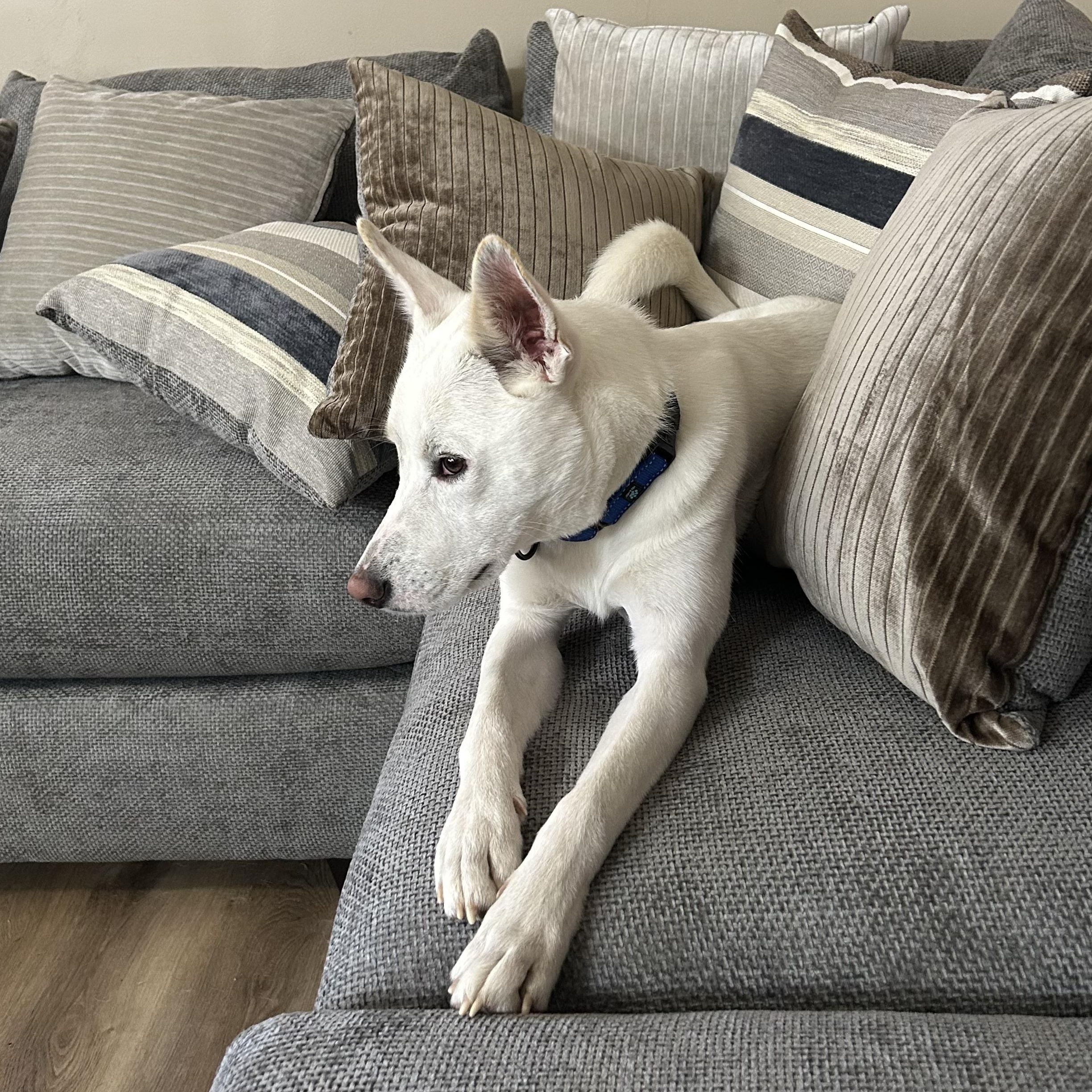 Enlarge Oliver Washington, a Adoptable mixed breed in Buford, GA image 5/6