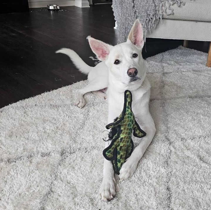 Enlarge Oliver Washington, a Adoptable mixed breed in Buford, GA image 6/6