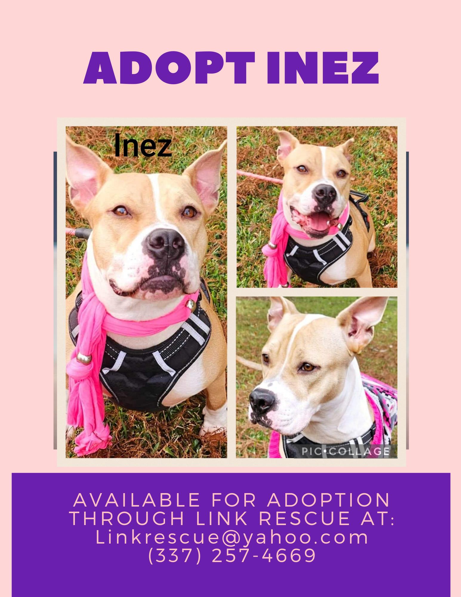 INEZ, Adoptable, Adult Female Staffordshire Bull Terrier.