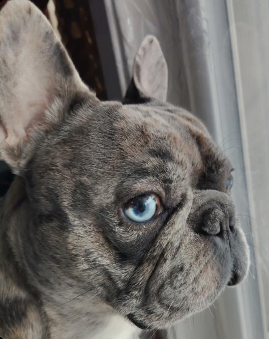 Milo, adopted, Adult Male French Bulldog.