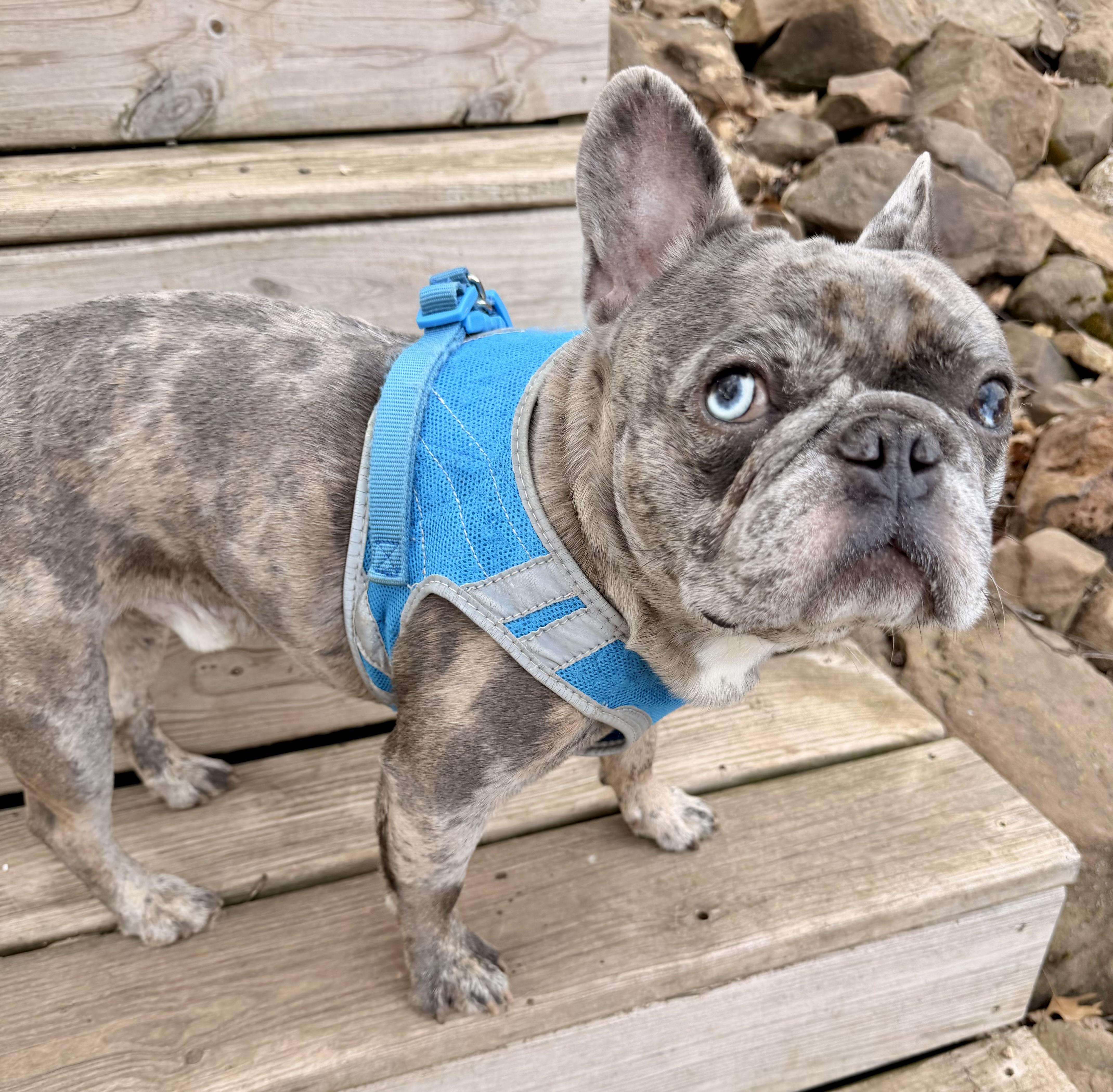 Enlarge Milo, an adopted French Bulldog in North Freedom, WI image 2/3