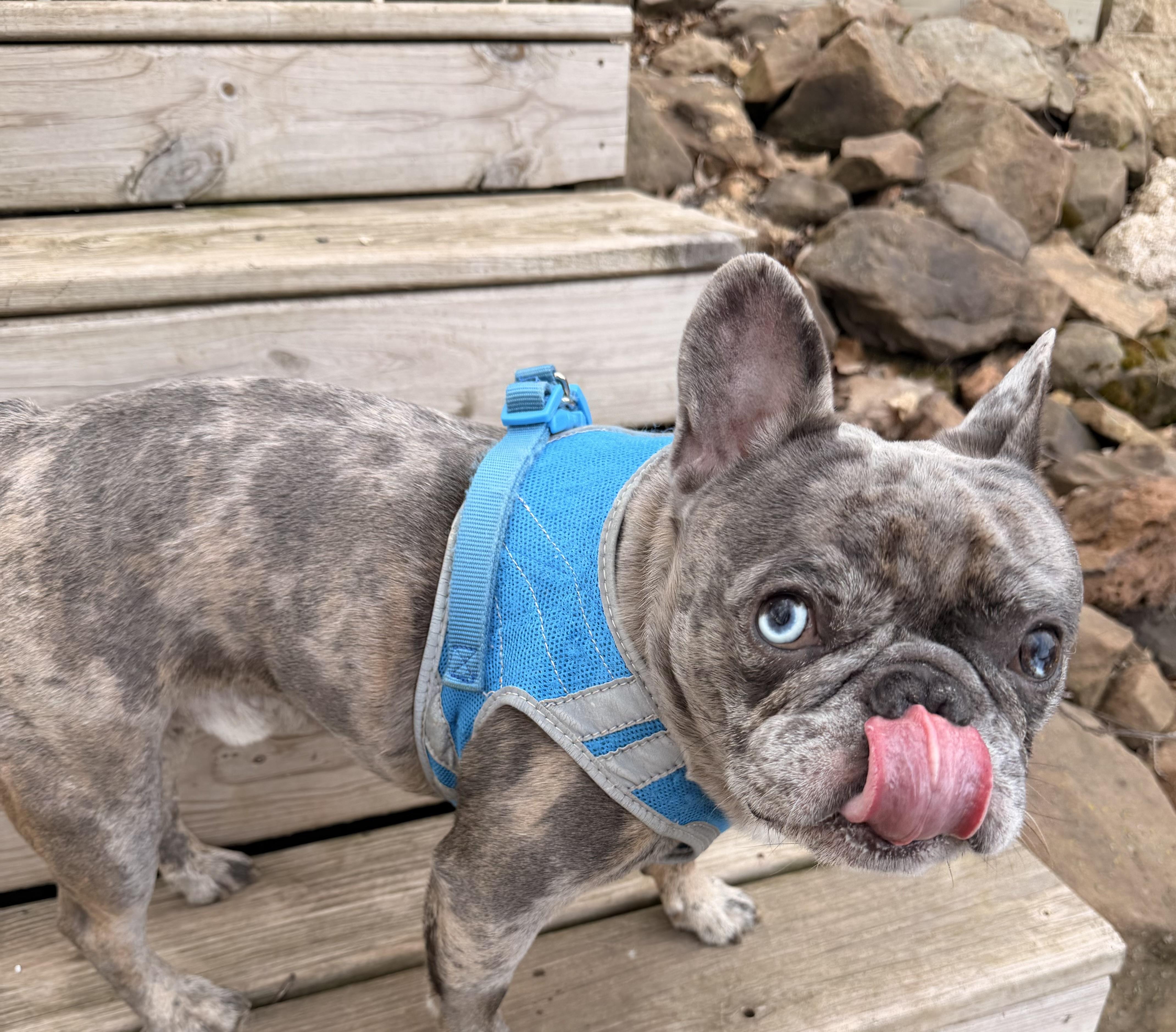 Enlarge Milo, an adopted French Bulldog in North Freedom, WI image 3/3