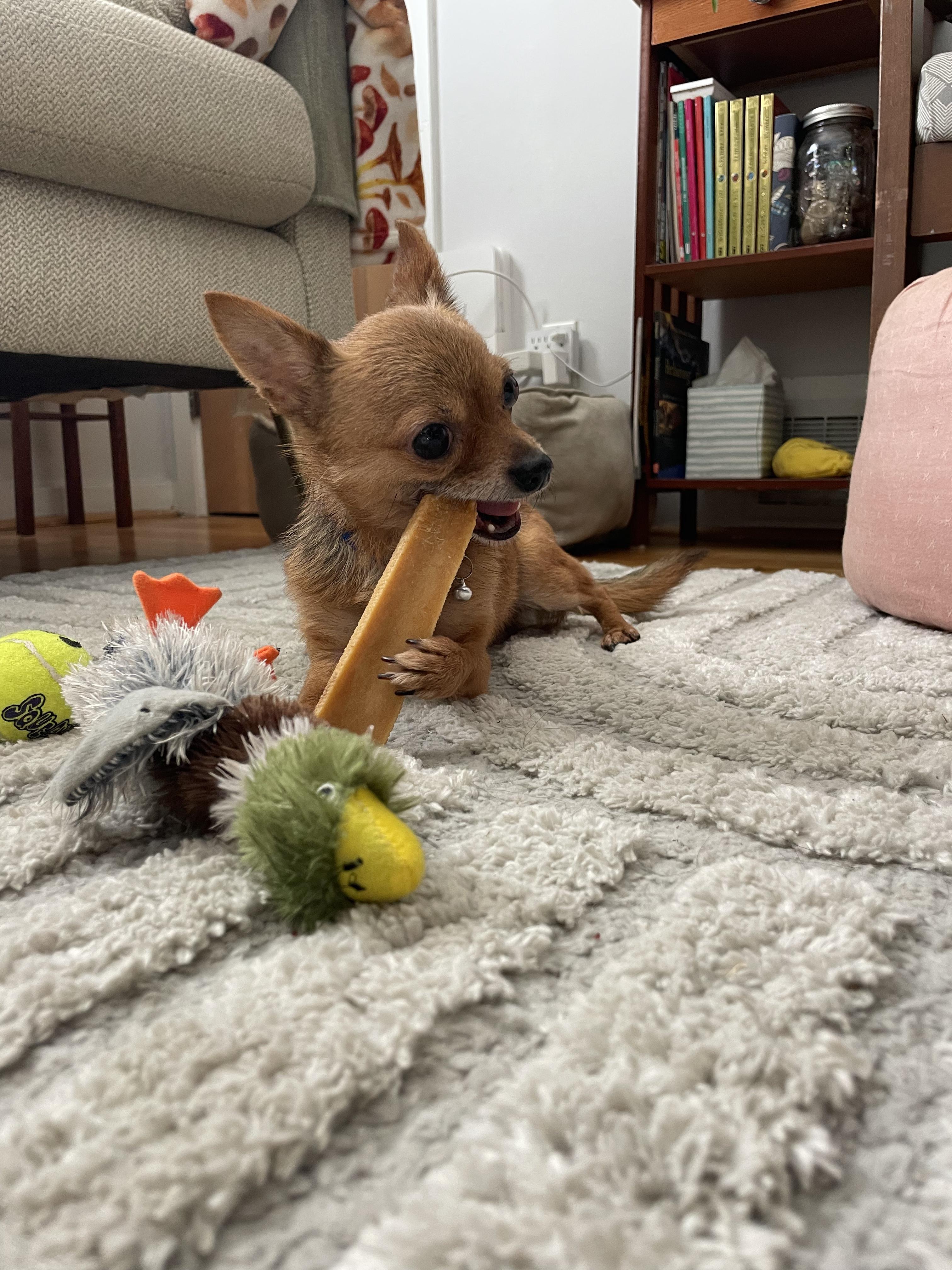 Tommy - in Maine, a Adoptable Chihuahua in Kennebunkport, ME image 4/4