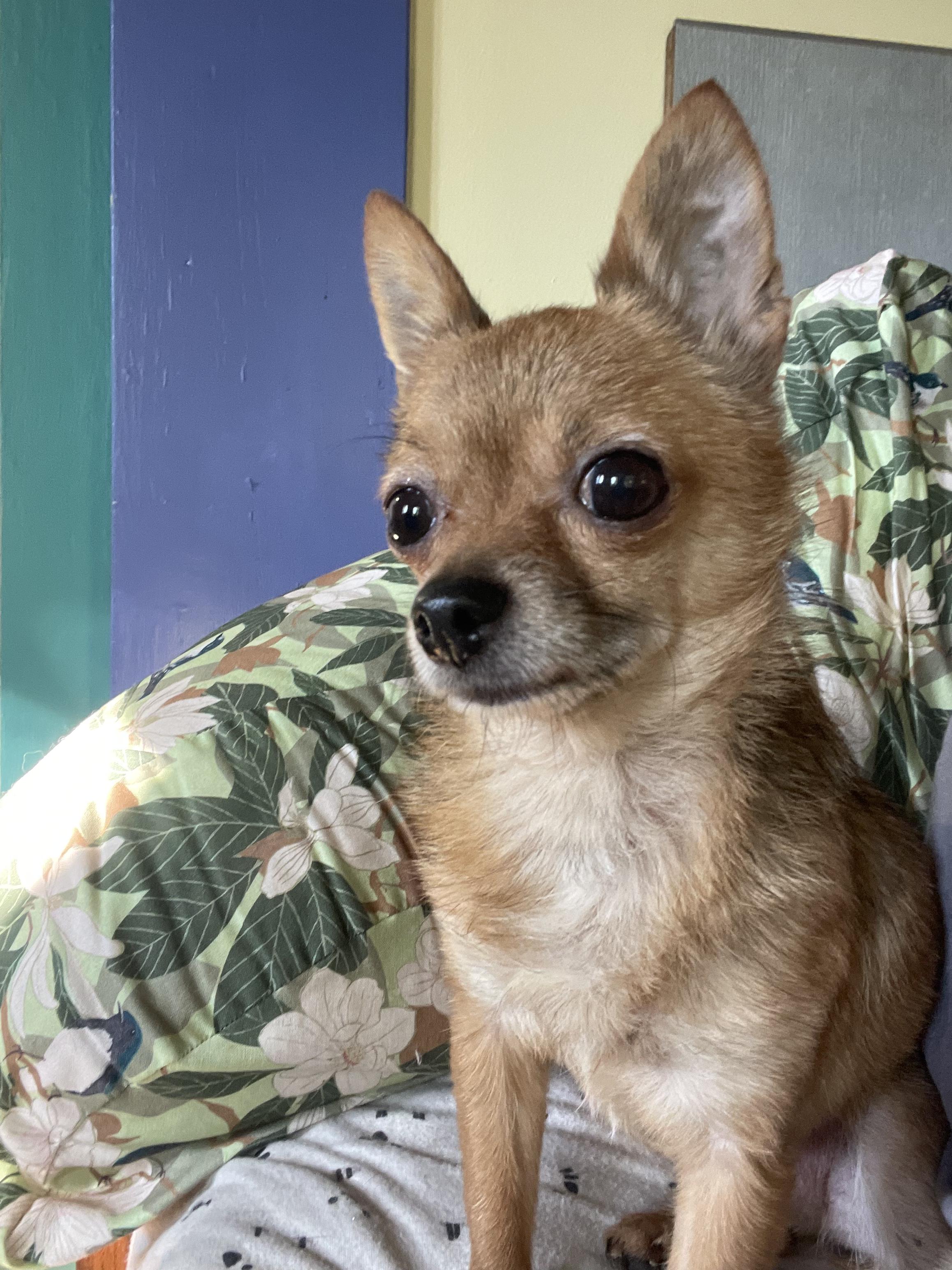 Tommy - in Maine, Adoptable, Adult Male Chihuahua.