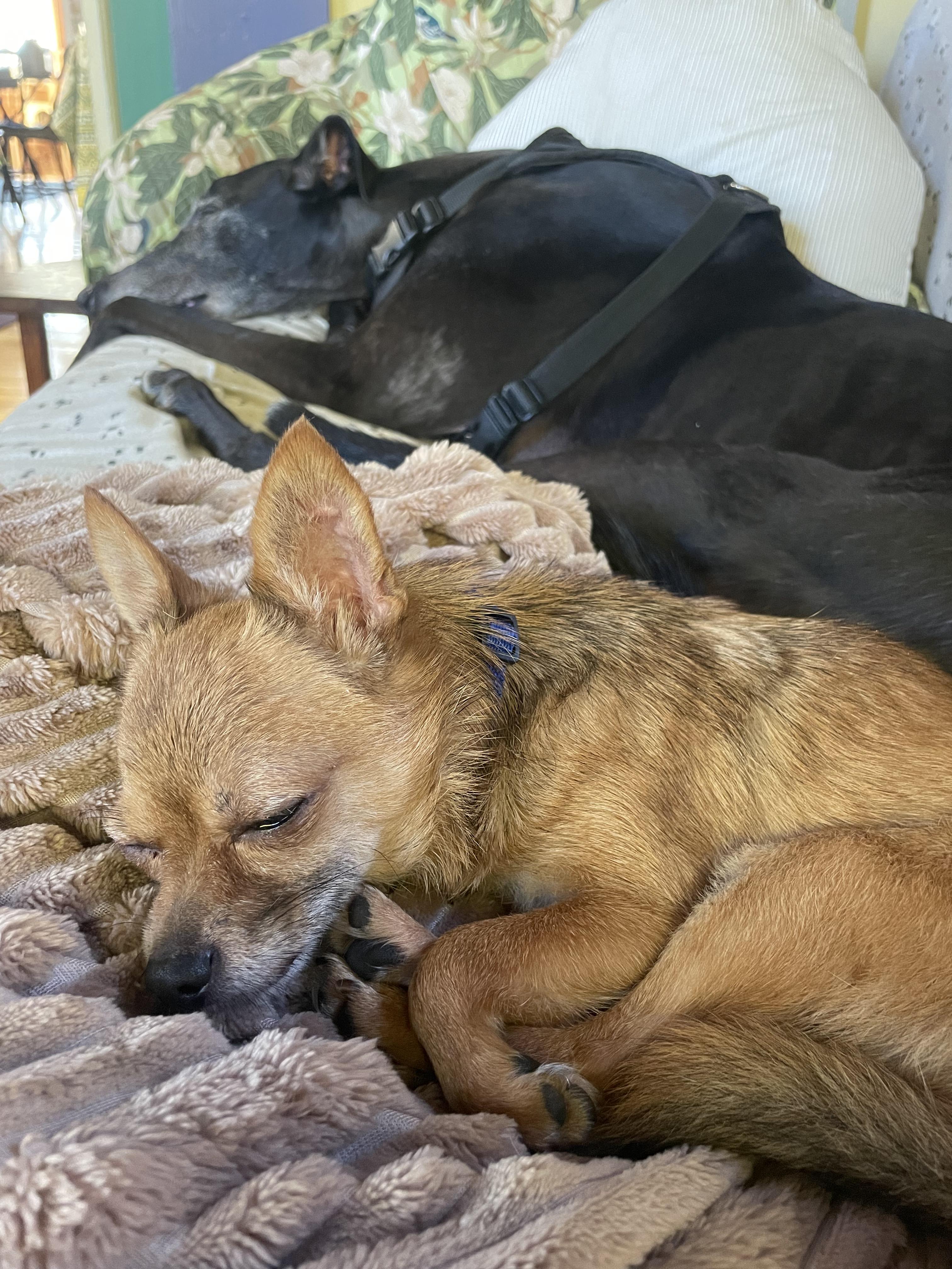 Tommy - in Maine, a Adoptable Chihuahua in Kennebunkport, ME image 3/4