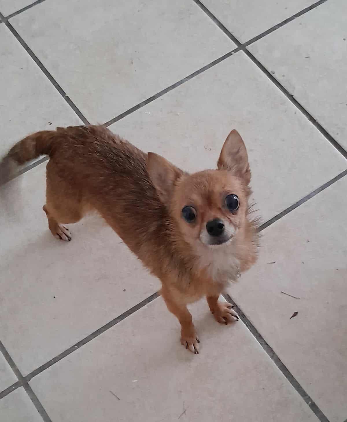 Tommy - in Maine, a Adoptable Chihuahua in Kennebunkport, ME image 2/4