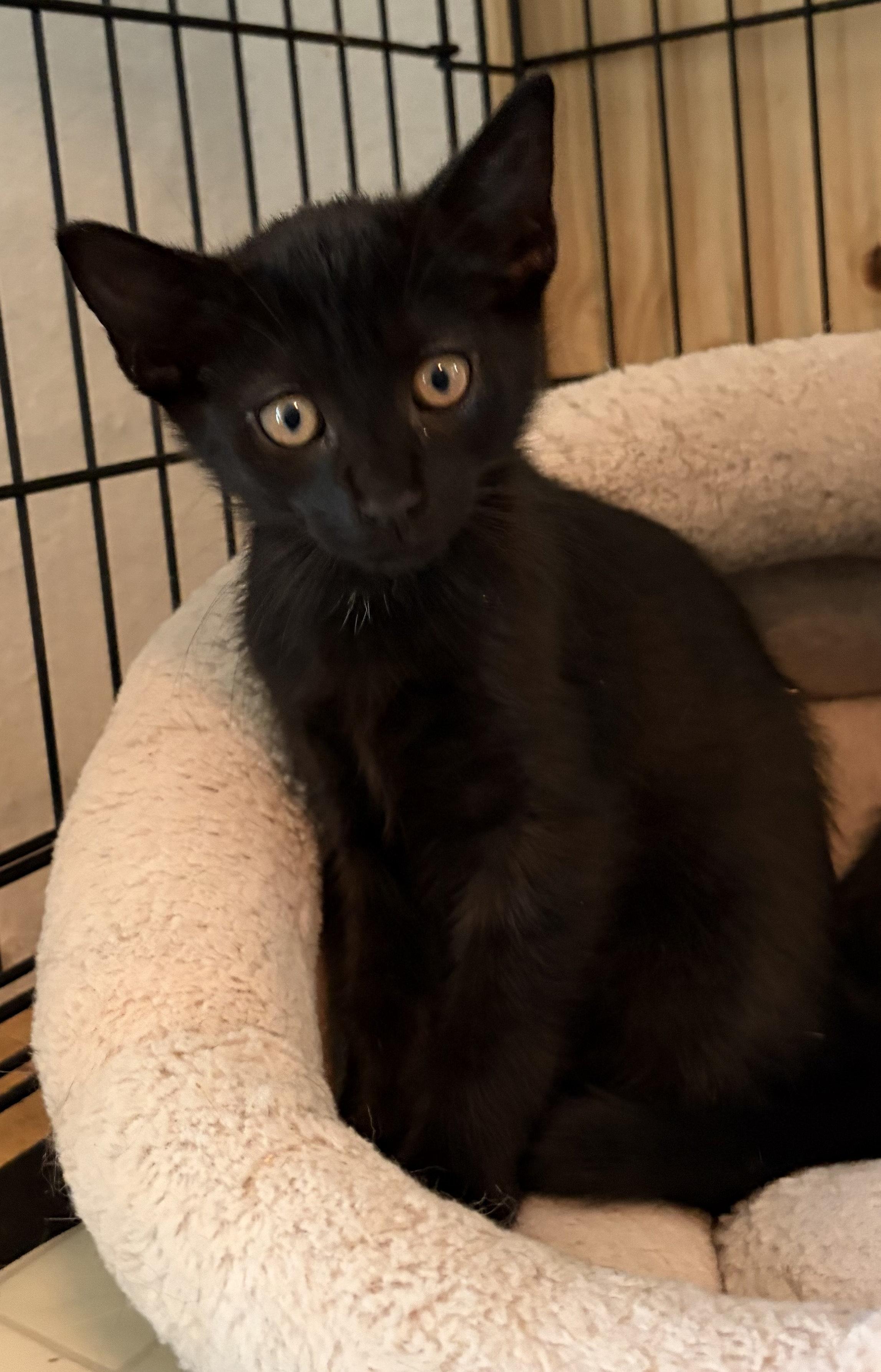 Enlarge Pepper, a Adoptable mixed breed in Peapack, NJ image 2/3