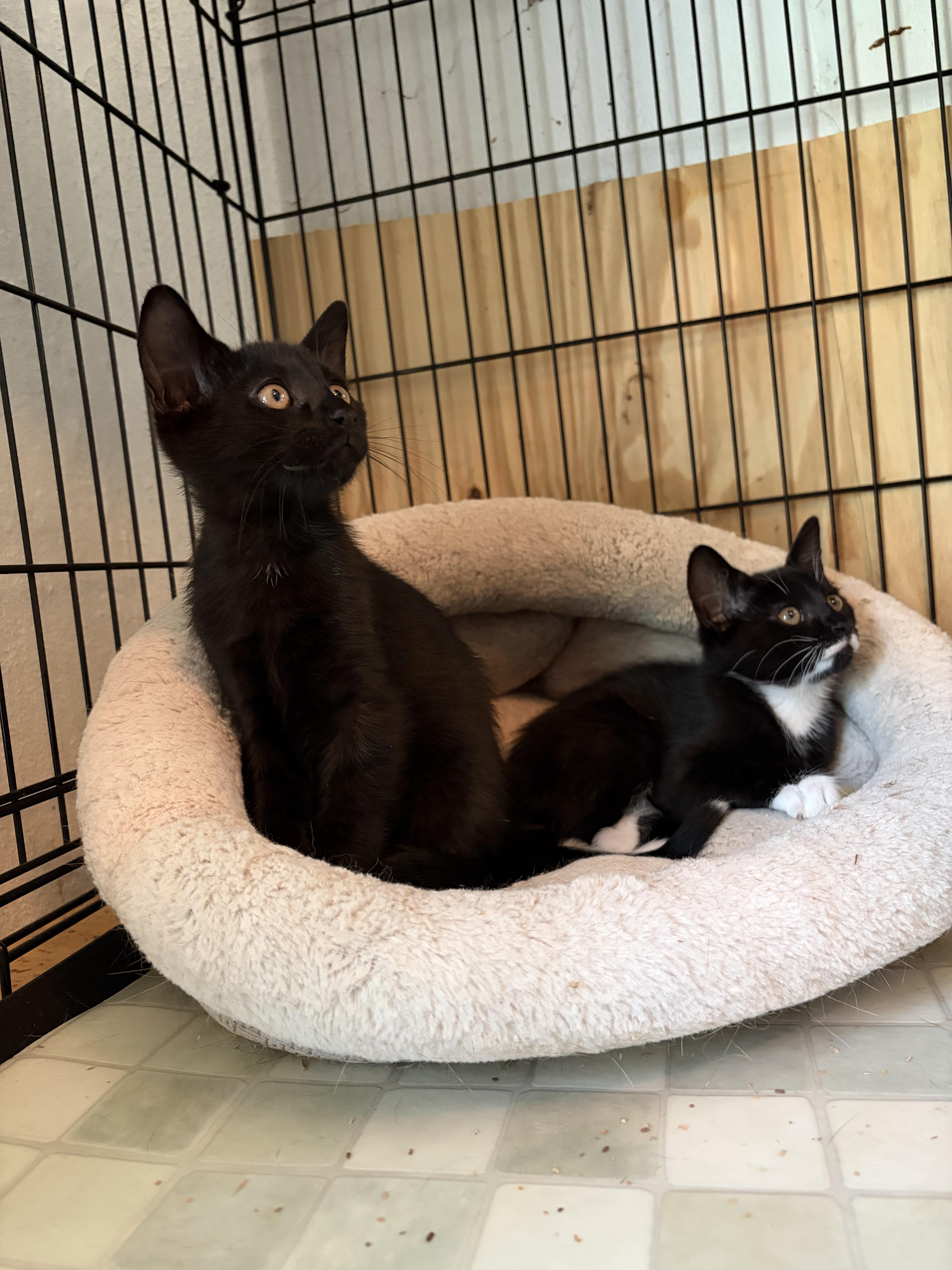 Enlarge Pepper, a Adoptable mixed breed in Peapack, NJ image 3/3