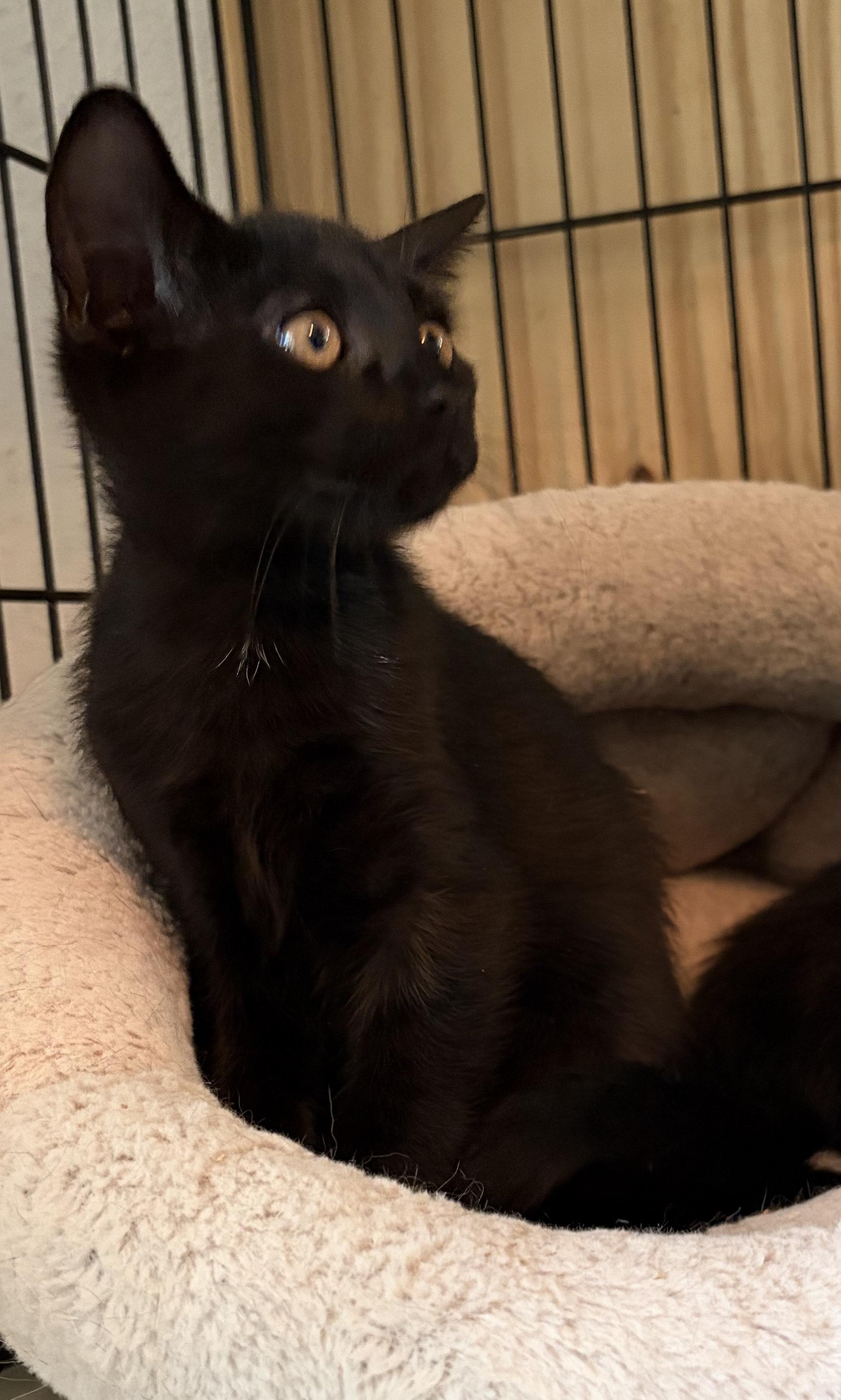 Enlarge Pepper, a Adoptable mixed breed in Peapack, NJ image 1/3