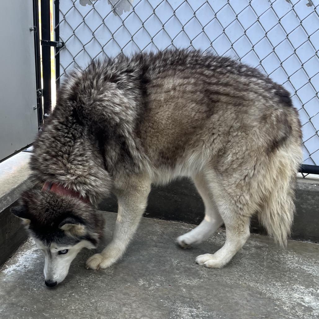 Lucy, Adoptable, Adult Female Husky & Husky.