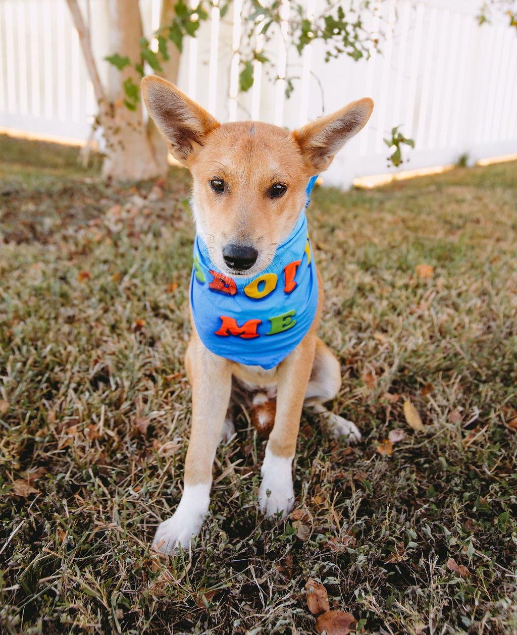 Cobre, Adoptable, Young Male Australian Cattle Dog / Blue Heeler & Corgi.