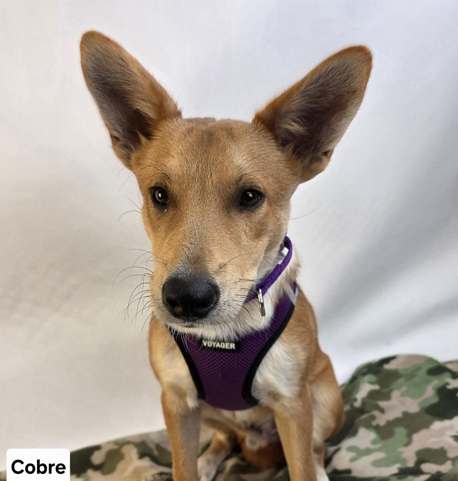 Cobre, a Adoptable mixed breed in Elk River, MN image 2/3