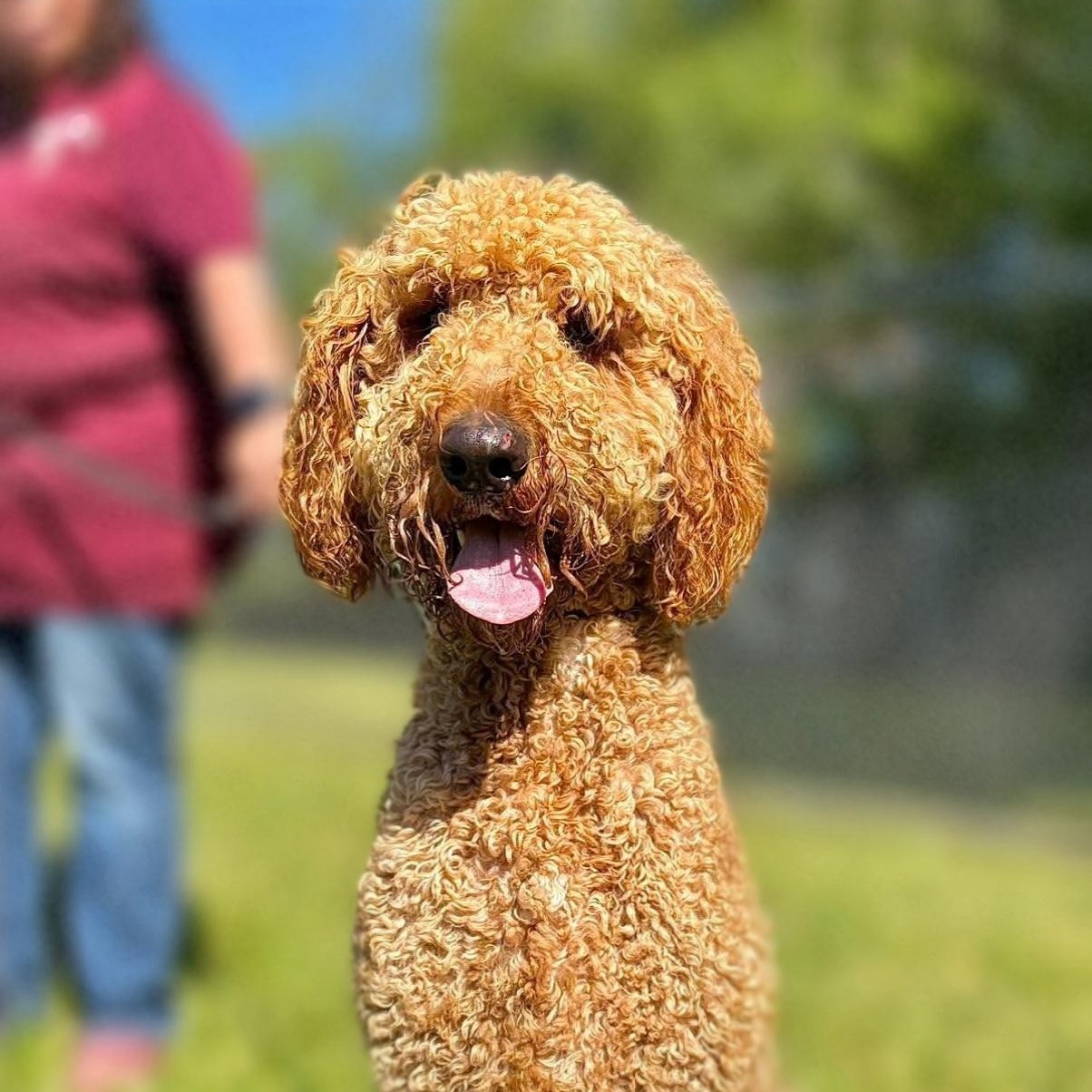 Enlarge Cletus, a Adoptable Goldendoodle in Wheelersburg, OH image 1/2