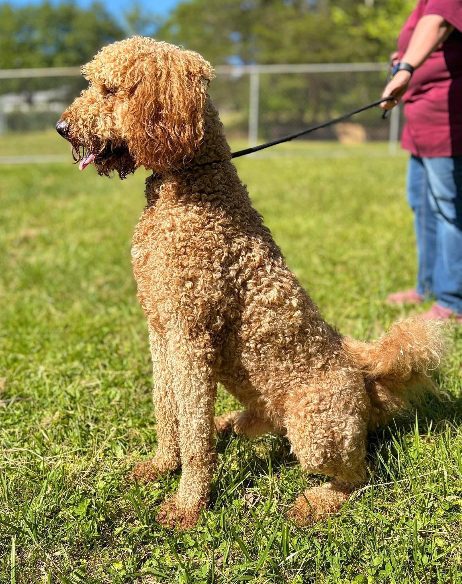 Enlarge Cletus, a Adoptable Goldendoodle in Wheelersburg, OH image 2/2