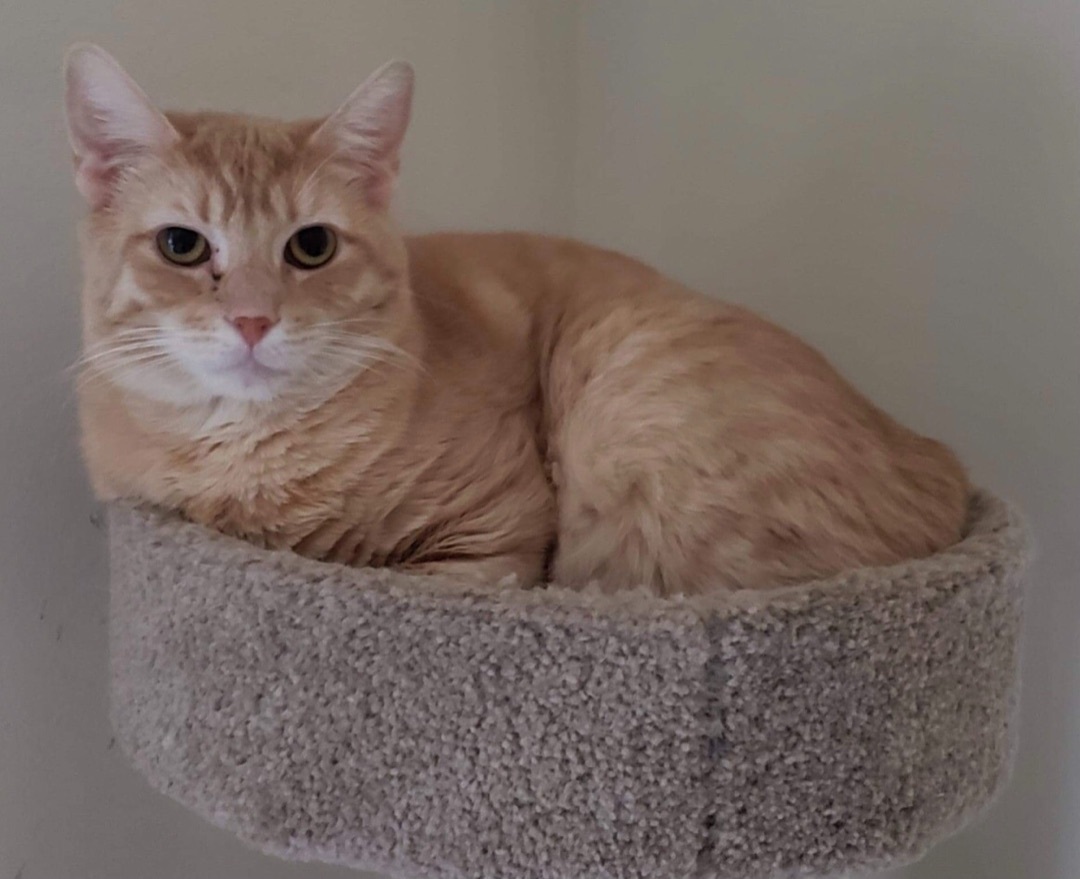 Enlarge Winchester, a Adoptable Domestic Short Hair in Los angeles, CA image 1/12