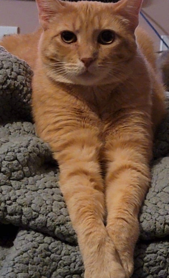 Enlarge Winchester, a Adoptable Domestic Short Hair in Los angeles, CA image 2/12