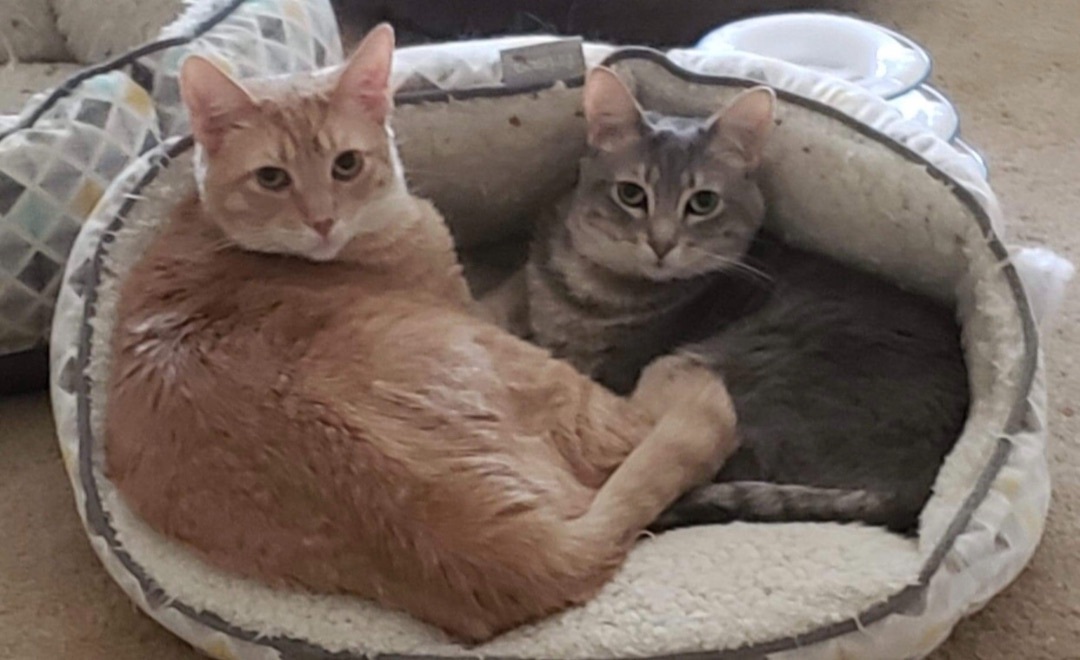 Enlarge Winchester, a Adoptable Domestic Short Hair in Los angeles, CA image 3/12