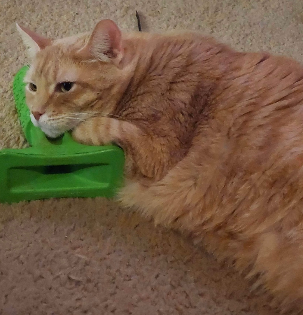 Enlarge Winchester, a Adoptable Domestic Short Hair in Los angeles, CA image 4/12