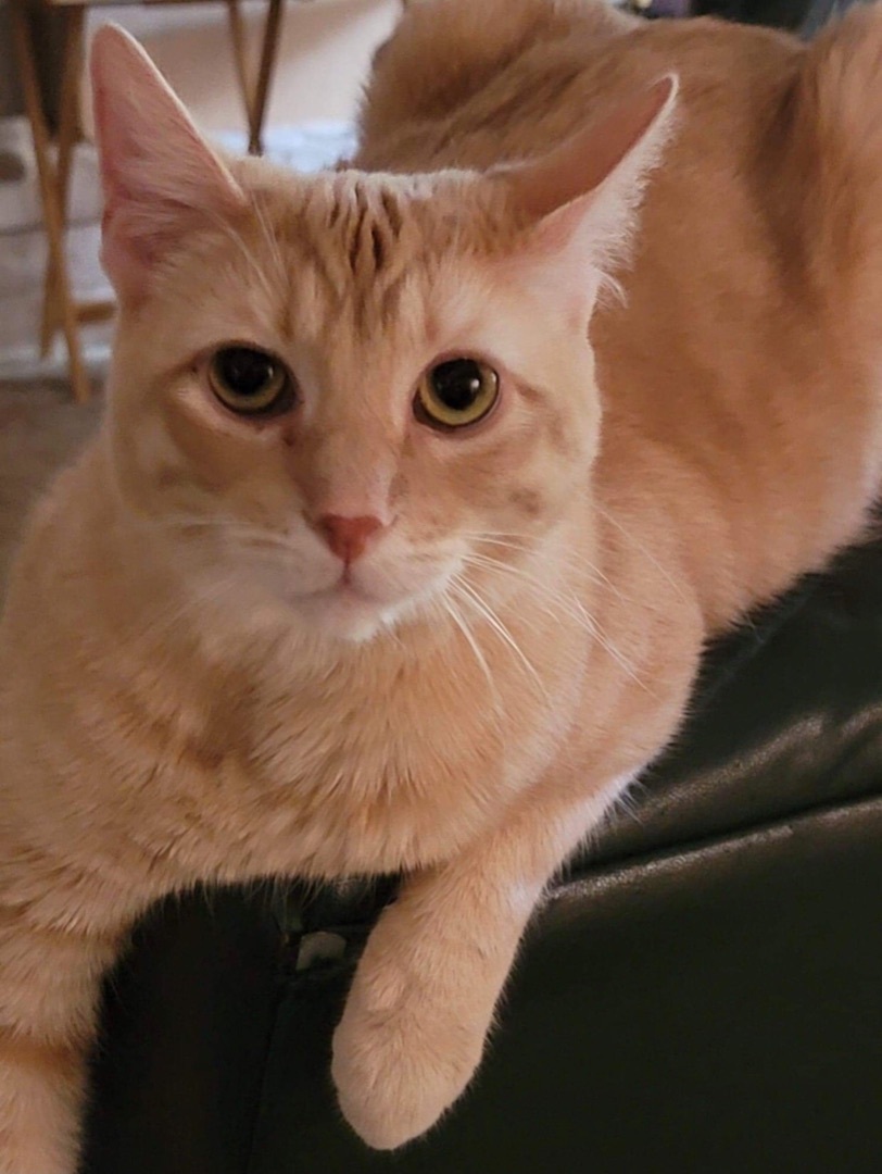 Enlarge Winchester, a Adoptable Domestic Short Hair in Los angeles, CA image 5/12