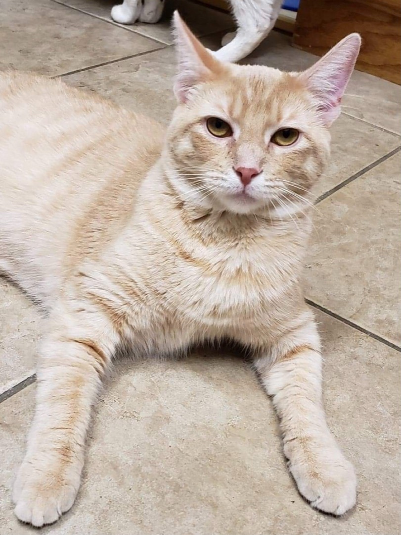 Enlarge Winchester, a Adoptable Domestic Short Hair in Los angeles, CA image 6/12