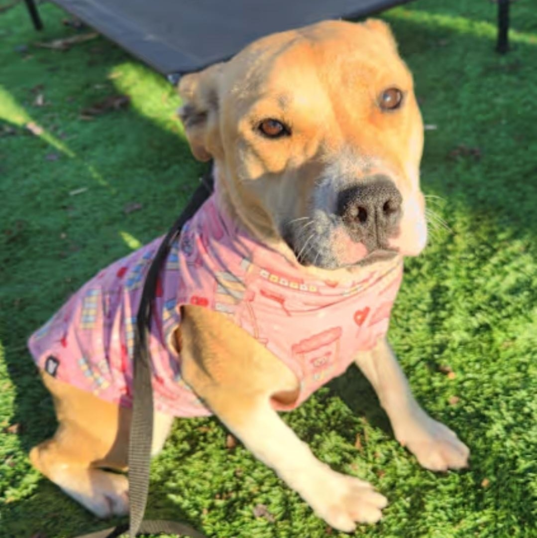 Enlarge Gemma, a Adoptable mixed breed in Pelzer, SC image 1/4