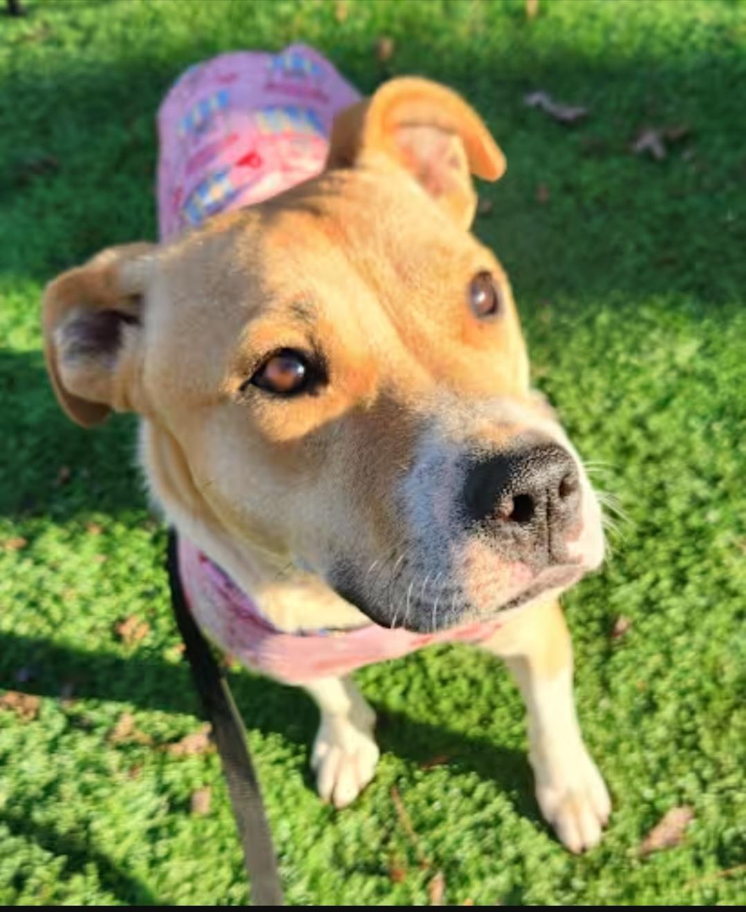 Enlarge Gemma, a Adoptable mixed breed in Pelzer, SC image 2/4