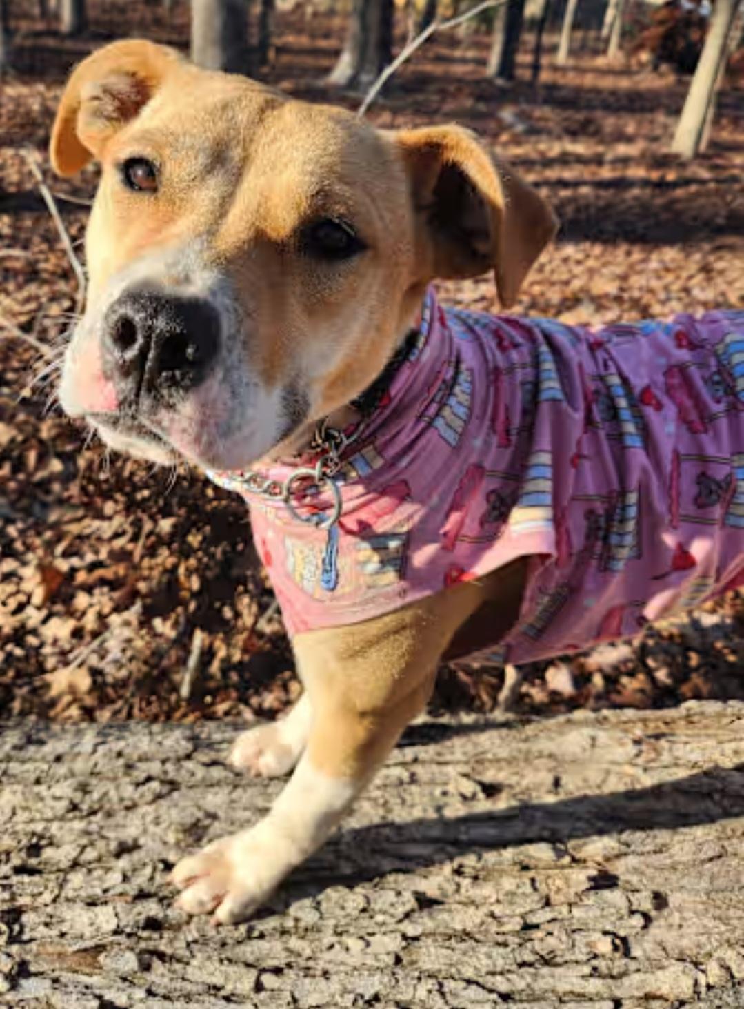 Enlarge Gemma, a Adoptable mixed breed in Pelzer, SC image 3/4