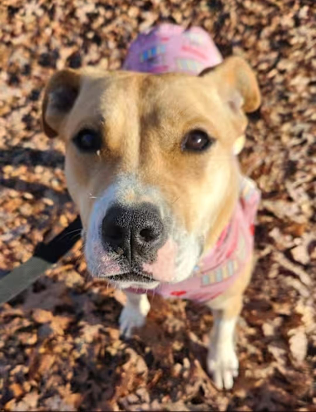 Enlarge Gemma, a Adoptable mixed breed in Pelzer, SC image 4/4