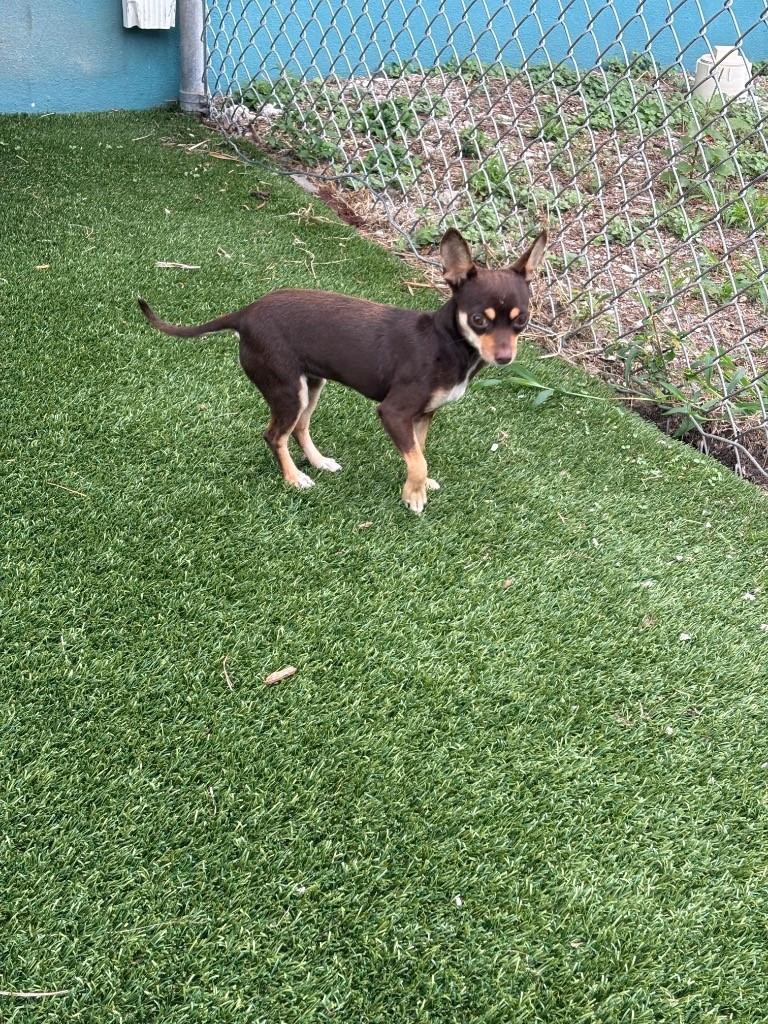Enlarge Tara, a ADOPTABLE Chihuahua in Boca Raton, FL image 1/1
