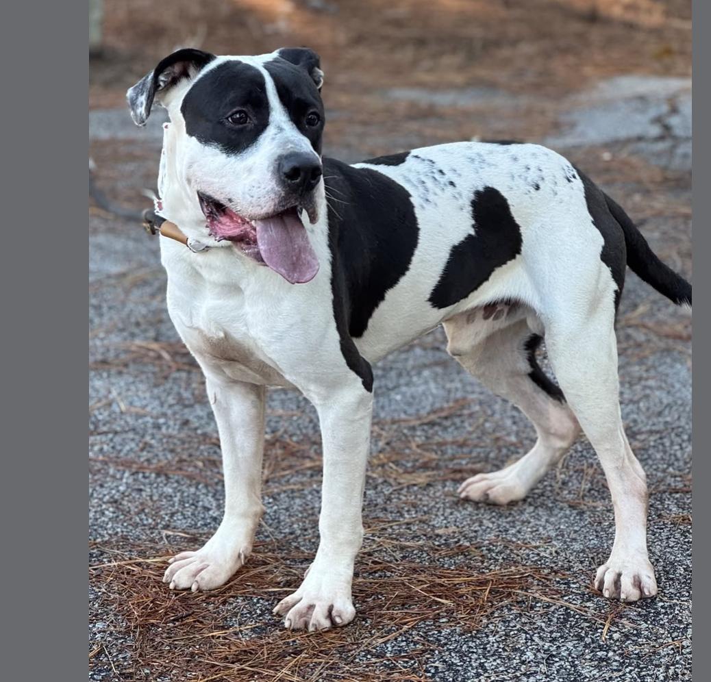 Manfred, ADOPTABLE, Adult Male Mixed Breed.