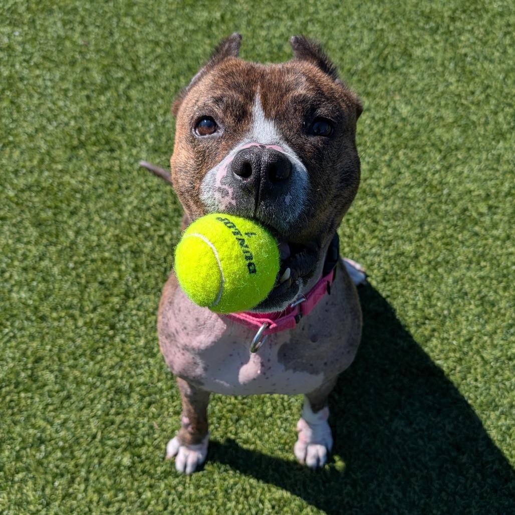 Naan, Adoptable, Adult Female Mixed Breed.