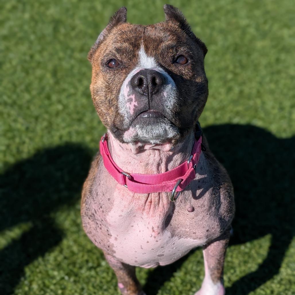 Enlarge Naan, a Adoptable Mixed Breed in Pittsburgh, PA image 2/6