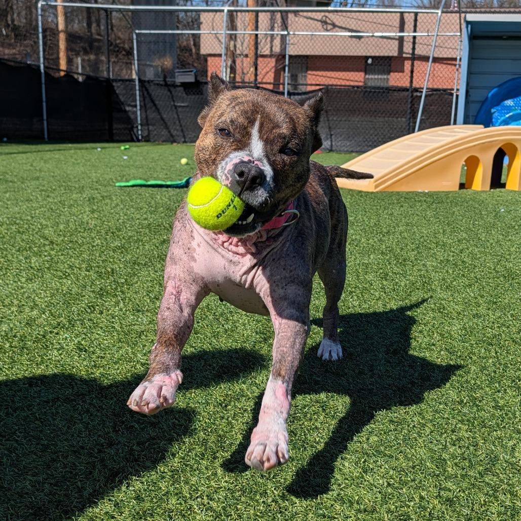 Enlarge Naan, a Adoptable Mixed Breed in Pittsburgh, PA image 3/6