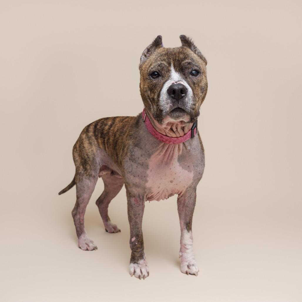 Enlarge Naan, a Adoptable Mixed Breed in Pittsburgh, PA image 4/6