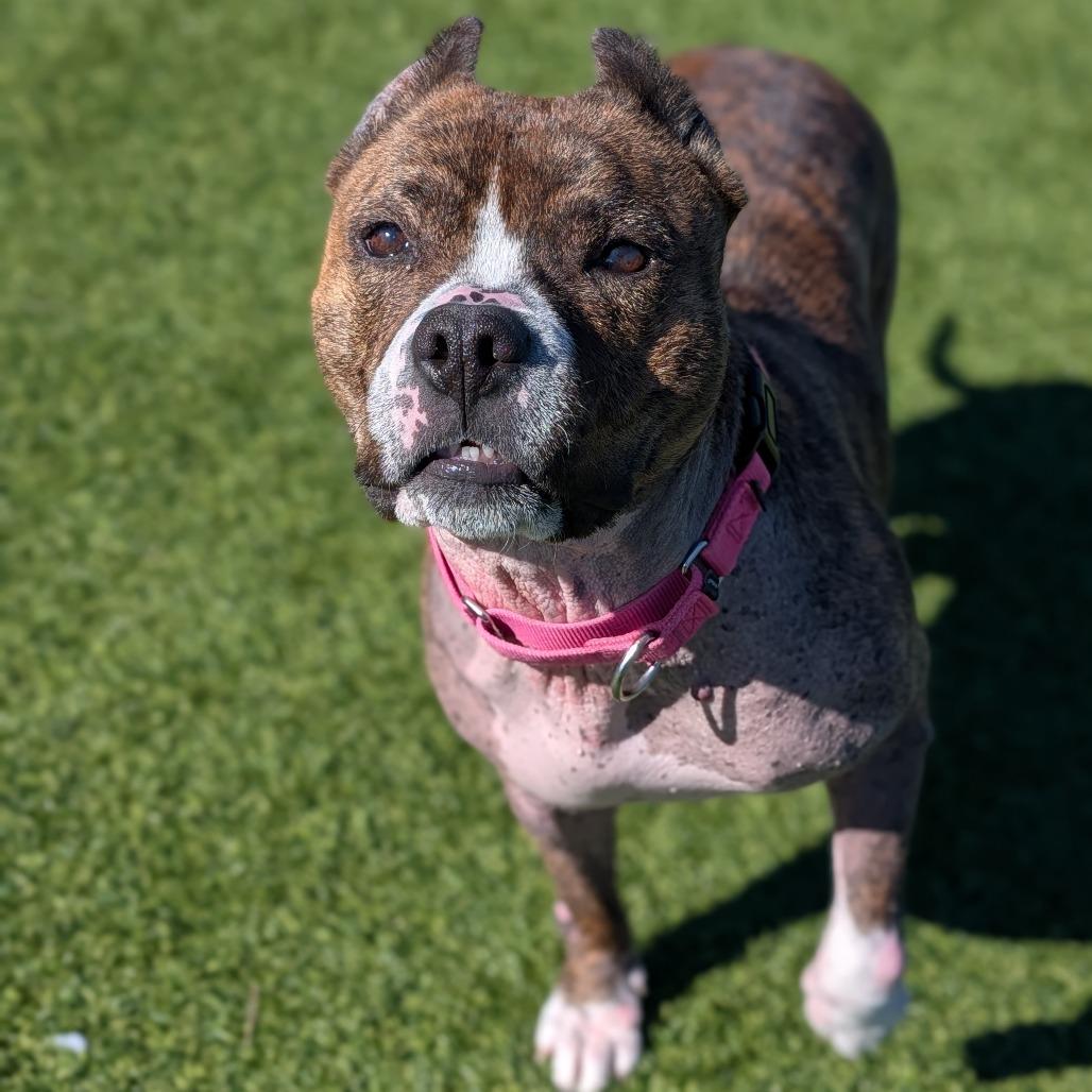 Enlarge Naan, a Adoptable Mixed Breed in Pittsburgh, PA image 5/6