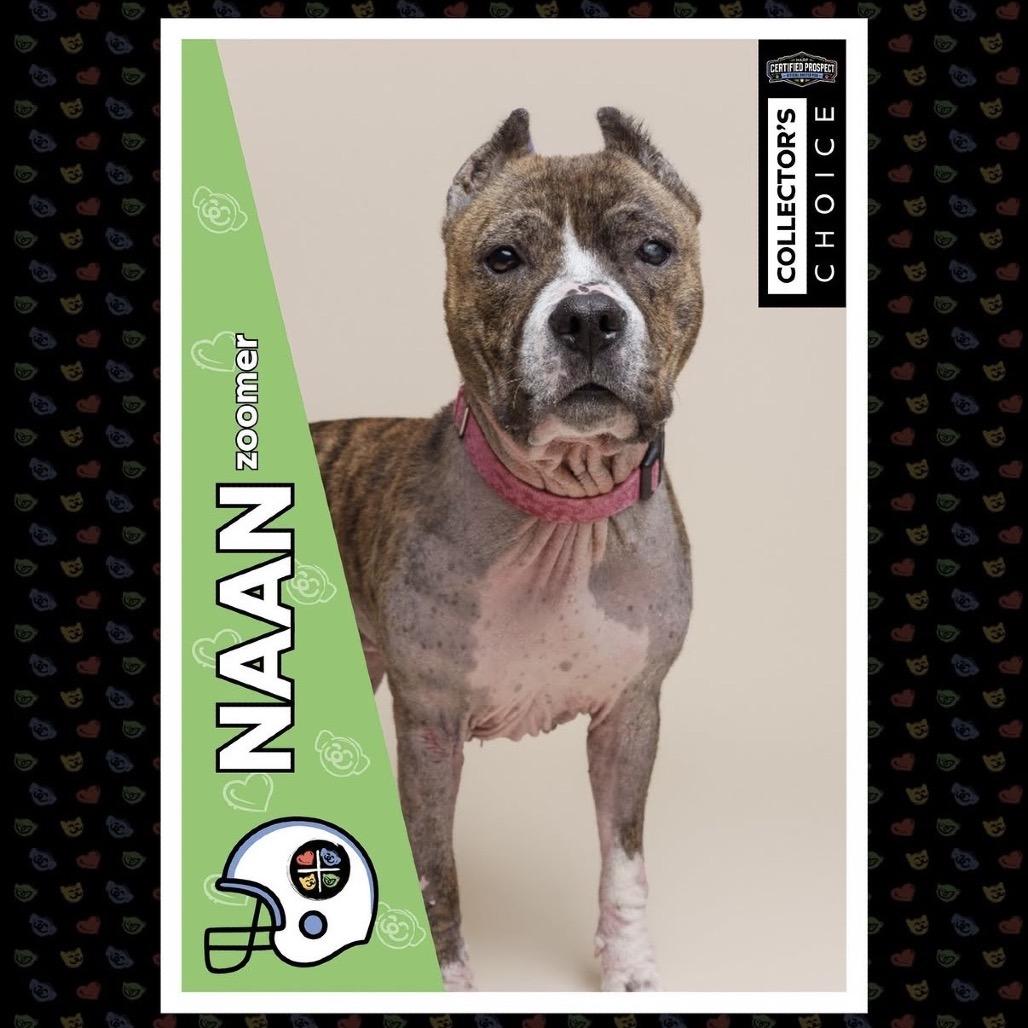 Enlarge Naan, a Adoptable Mixed Breed in Pittsburgh, PA image 6/6